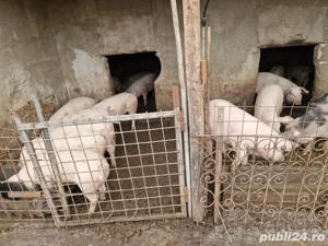 porci de vanzare - imagine 4