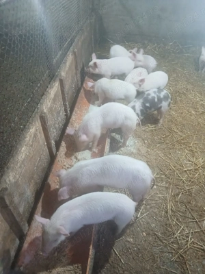 Vând purcei 6 săptămâni 