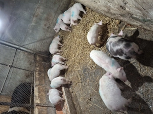 Vând purcei 6 săptămâni  - imagine 2