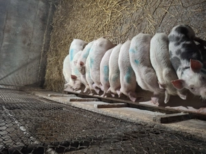 Vând purcei 6 săptămâni  - imagine 3