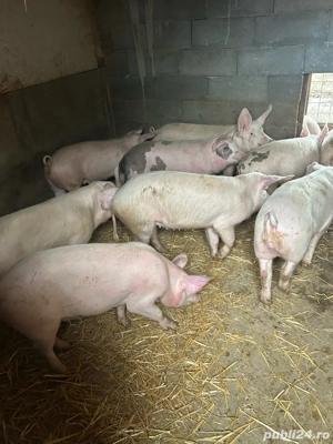 soldani de la 40 la 65 kg  - imagine 4