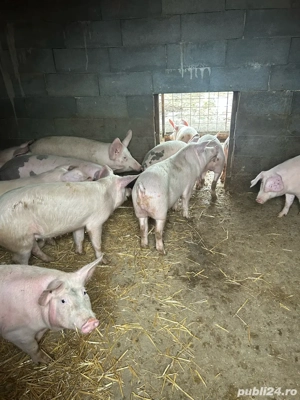 soldani de la 40 la 65 kg  - imagine 5