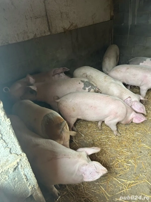 soldani de la 40 la 65 kg  - imagine 3