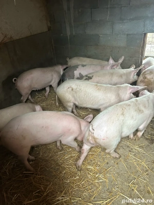 soldani de la 40 la 65 kg  - imagine 2