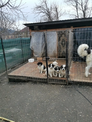 Ciobănesc de Bucovina 