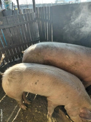 vând porc pt masa de Crăciun 