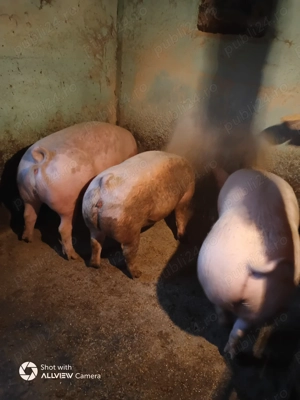 Porc 120-130 kg crescut la curte 