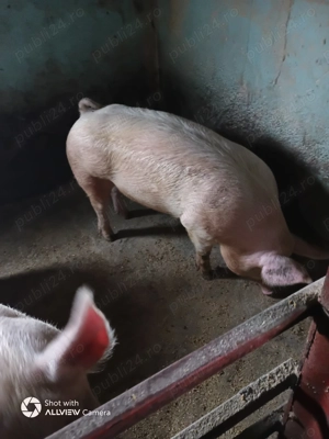 Porc 120-130 kg crescut la curte  - imagine 2