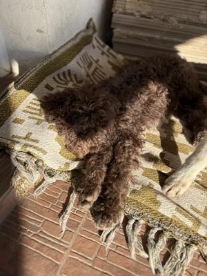 Lagotto Romagnolo Femela 