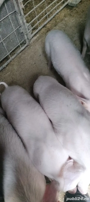 vând purcei - imagine 3