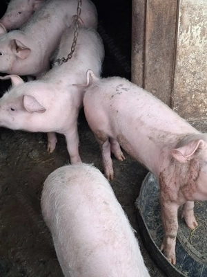 Purcei 4 luni . - imagine 4