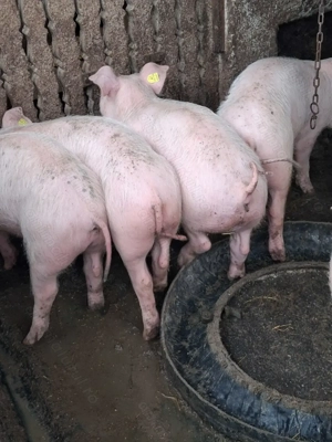 Purcei 4 luni . - imagine 2