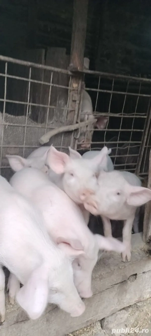 vând purcei - imagine 4