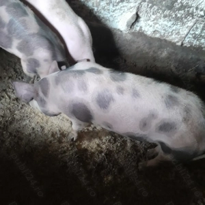 Vând grăsuni 60-70 kg - imagine 2