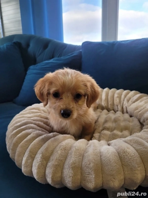 Vand Maltipoo - imagine 5