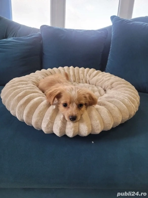 Vand Maltipoo - imagine 2