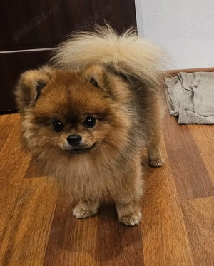 Mascul Pomeranian 1 an si 4 luni - imagine 4