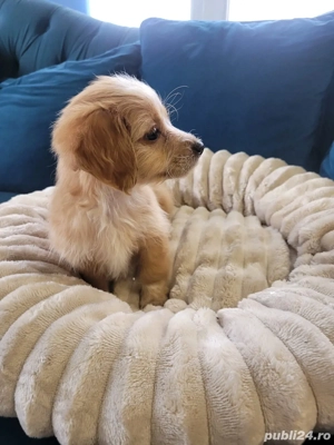 Vand Maltipoo - imagine 4