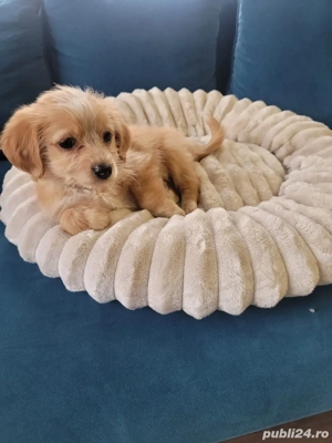 Vand Maltipoo - imagine 3