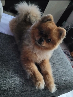 Mascul Pomeranian 1 an si 4 luni - imagine 2