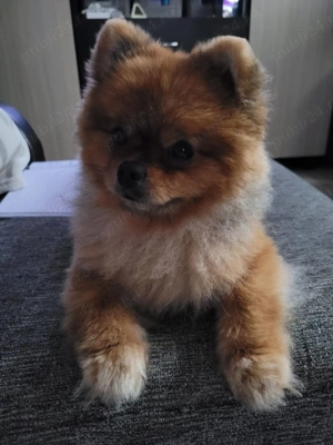 Mascul Pomeranian 1 an si 4 luni - imagine 3