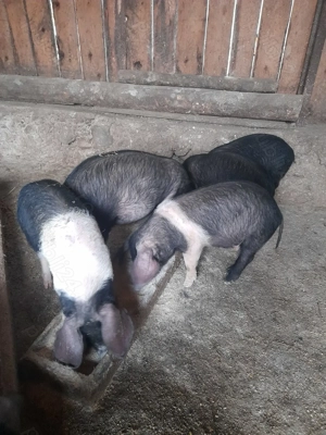 Vand purcei  - imagine 2