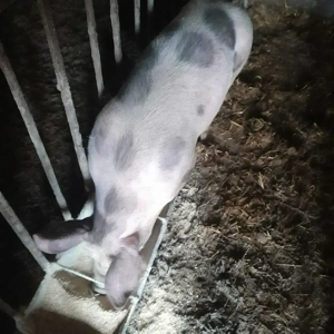 Vând grăsuni 60-70 kg - imagine 3