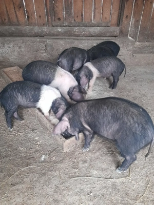 Vand purcei  - imagine 3