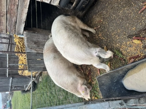 Porci de vânzare - imagine 4