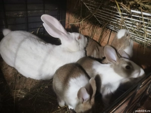 Vând Hycole Francez - imagine 2