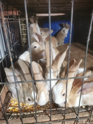 Vând Hycole Francez