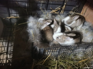 Vând Hycole Francez - imagine 5