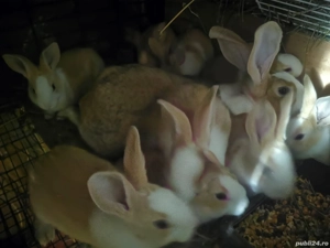 Vând Hycole Francez - imagine 4