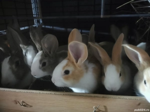 Vând Hycole Francez - imagine 3