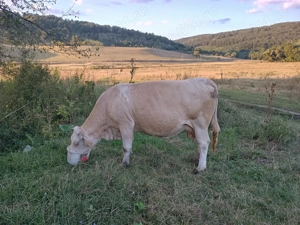 Vacă de vânzare!  - imagine 2