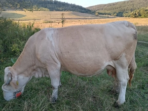 Vacă de vânzare!  - imagine 3