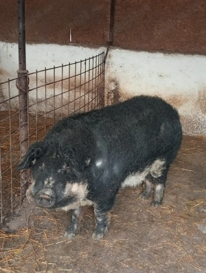 Vier Mangalița (Burtă de Rândunică) de reproducție  - imagine 2