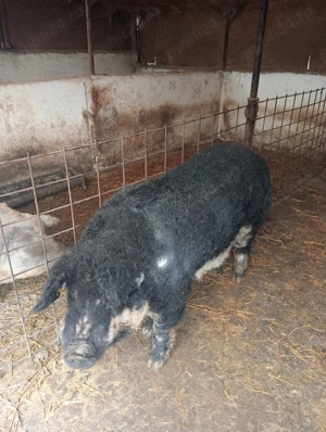 Vier Mangalița (Burtă de Rândunică) de reproducție  - imagine 4