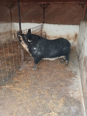 Vier Mangalița (Burtă de Rândunică) de reproducție 