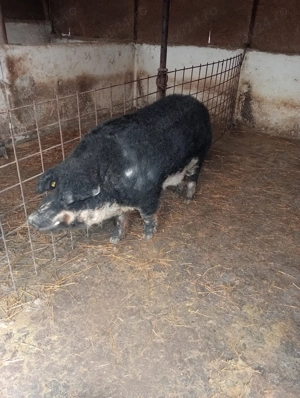 Vier Mangalița (Burtă de Rândunică) de reproducție  - imagine 5