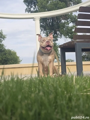 Femela American Bully - imagine 3