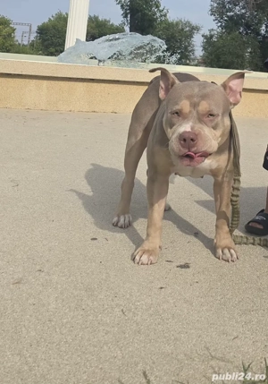 Femela American Bully - imagine 4