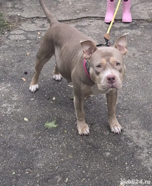Femela American Bully - imagine 2