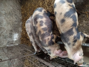 vand grăsuni la 60de kg bucata