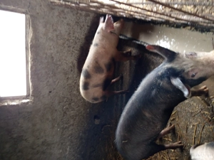 vand grăsuni la 60de kg bucata - imagine 3