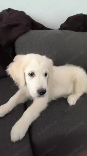 Vând pui de Golden Retriever, 3 luni, educat, civilizat.
