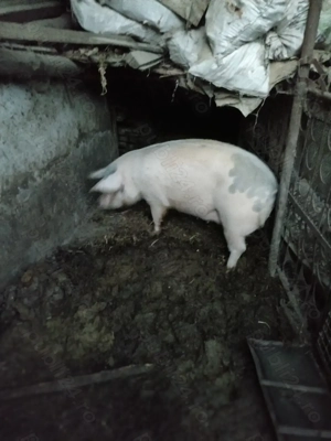 Vând porc pt sacrificat|Rasă mixta-carne și grăsime| -150 160 kg