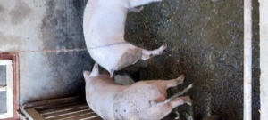 Vând porci și purcei  - imagine 3