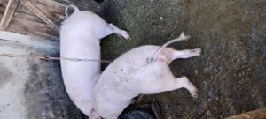 Vând porci și purcei  - imagine 4