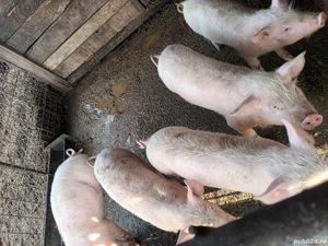 Purcei de vânzare  - imagine 2